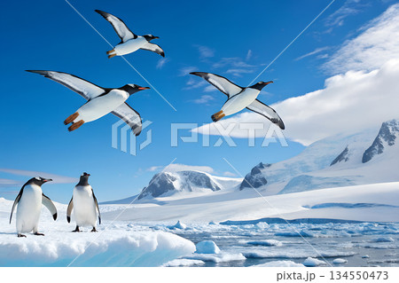 南極の上空を飛ぶペンギンと陸地に立つペンギン 134550473
