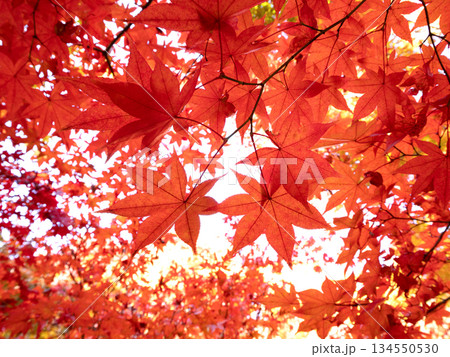 紅葉したカエデの木 紅葉したカエデの木 134550530
