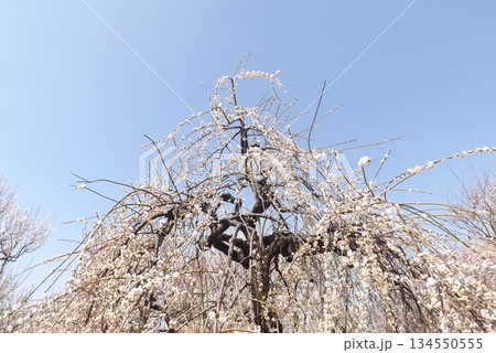 玉垣枝垂れ 134550555