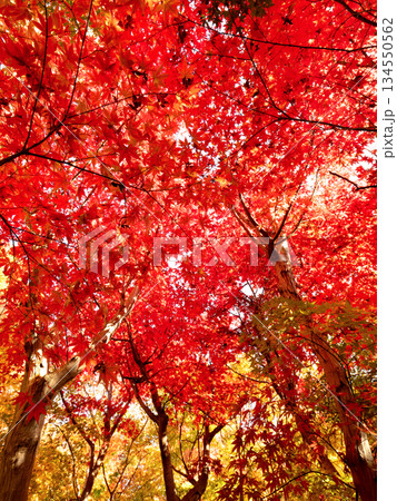 紅葉したカエデの木 紅葉したカエデの木 134550562