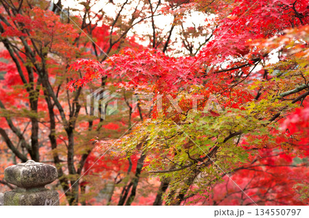 清水寺の紅葉 134550797
