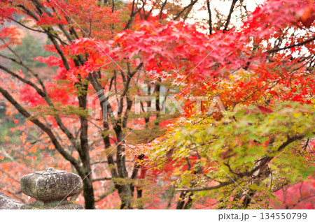 清水寺の紅葉 134550799