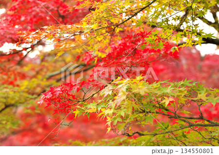 清水寺の紅葉 134550801
