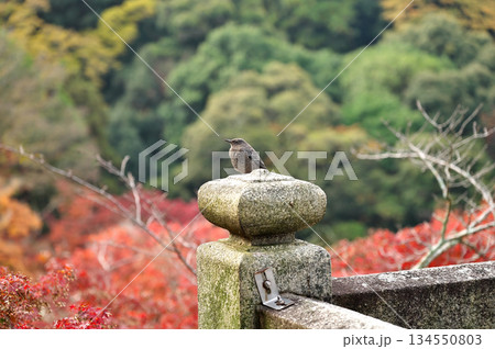 清水寺の紅葉 134550803