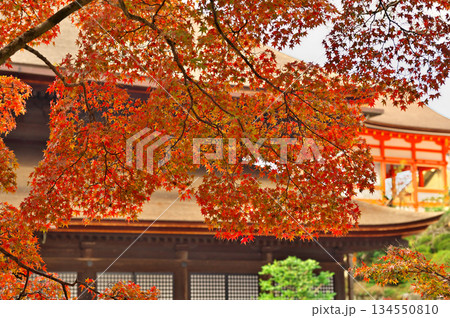 清水寺の紅葉 134550810