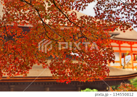 清水寺の紅葉 134550812