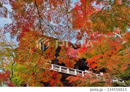 清水寺の紅葉 134550813