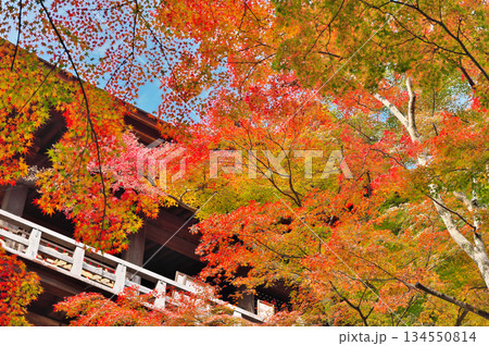 清水寺の紅葉 清水寺の紅葉 134550814