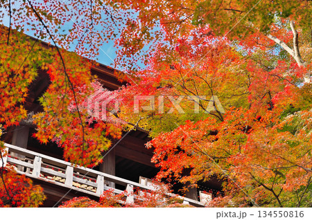 清水寺の紅葉 134550816