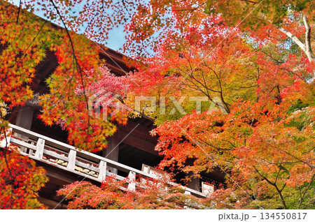 清水寺の紅葉 134550817