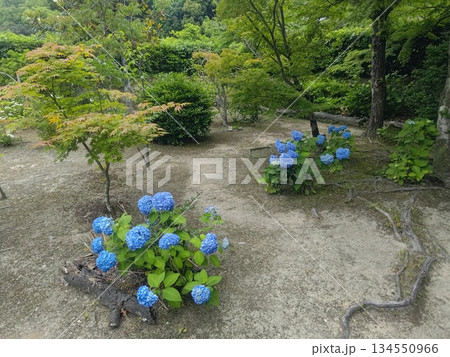 梅雨の静けさに彩りを添える、紫陽花の群生 134550966