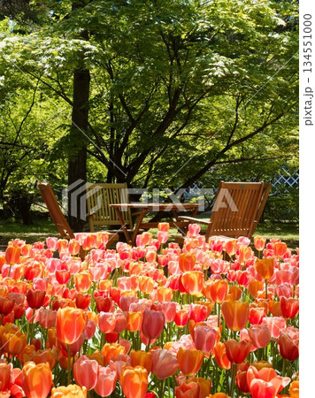 チューリップが咲き乱れる初夏の公園 134551000