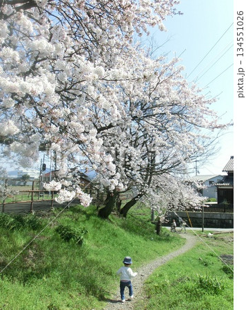 桜並木を散歩する親子 134551026