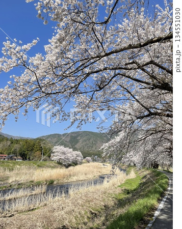 青空に映える満開の桜 青空に映える満開の桜 134551030