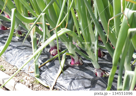 畑に植えられた収穫期の玉ねぎの写真 134551096