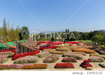 Agriculture, Color Image, Community Garden, Cultivated, Environment 134551172