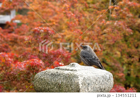 紅葉とイソヒヨドリ 134551211
