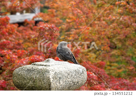 紅葉とイソヒヨドリ 134551212