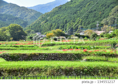 伊勢原・日向薬師の彼岸花 134551217
