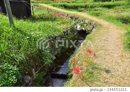 伊勢原・日向薬師の彼岸花と用水 134551221