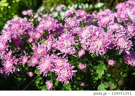 Chrysanthemum Typhoon with full, vibrant purple and white blooms set against rich green leafy background captures summer brightness and garden beauty. Chrysanthemum Typhoon with full, vibrant purple and white blooms set against rich green leafy background captures summer brightness and garden beauty. 134551351