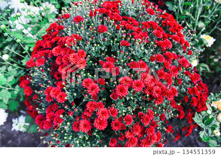 Round bush of red Chrysanthemum Gnomik in full bloom. Decorative autumn plant with dense spherical shape in garden setting. Round bush of red Chrysanthemum Gnomik in full bloom. Decorative autumn plant with dense spherical shape in garden setting. 134551359