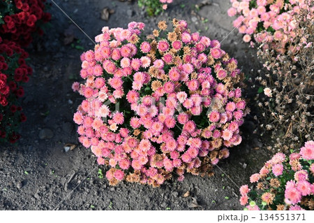Pink branched chrysanthemum BranHill Cherry forming a round bush with many small blooms growing outdoors in garden flowerbed autumn 134551371
