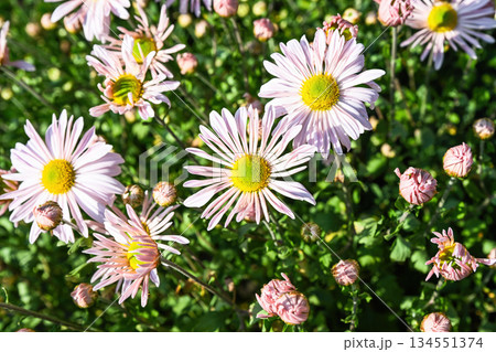 Sea Foam chrysanthemum flowers with soft pale pink petals and fresh green centers growing outdoors. Natural garden scene with buds and lush foliage. Sea Foam chrysanthemum flowers with soft pale pink petals and fresh green centers growing outdoors. Natural garden scene with buds and lush foliage. 134551374