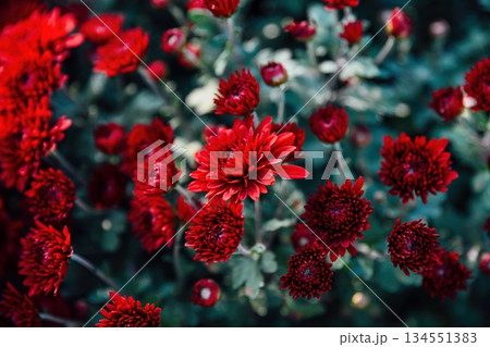Red chrysanthemum Lipstick blooming in the garden with deep velvety petals and lush green foliage. Ornamental autumn flower with rich color. 134551383