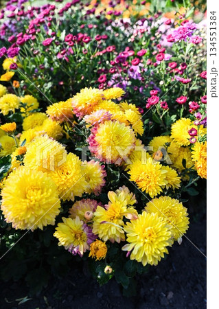 Yellow chrysanthemum Opal blooming in a garden bed with dense round flowers and fresh green foliage. Ornamental autumn plant in natural light. 134551384