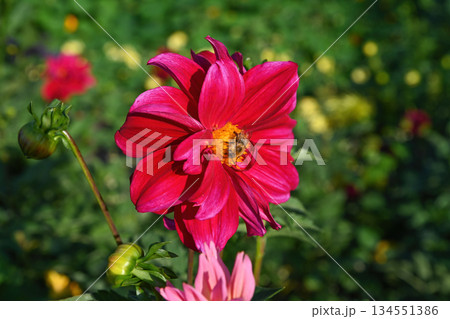 Bees pollinating pink dahlia flower in garden, macro nature scene with soft petals and yellow center, summer biodiversity concept Bees pollinating pink dahlia flower in garden, macro nature scene with soft petals and yellow center, summer biodiversity concept 134551386