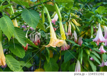 Delicate yellow and pink brugmansia blooms with lush foliage in a peaceful garden, illuminated by gentle sunlight in tropical style Delicate yellow and pink brugmansia blooms with lush foliage in a peaceful garden, illuminated by gentle sunlight in tropical style 134551392