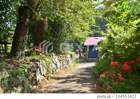 伊勢原・日向地区の日向神社横の道の彼岸花 伊勢原・日向地区の日向神社横の道の彼岸花 134551412