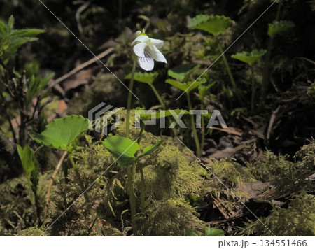 苔むす山のウスバスミレ 苔むす山のウスバスミレ 134551466