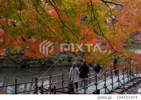 小石川後楽園の紅葉と池沿いの散策路 秋に色づく日本庭園を歩く人々 134551474