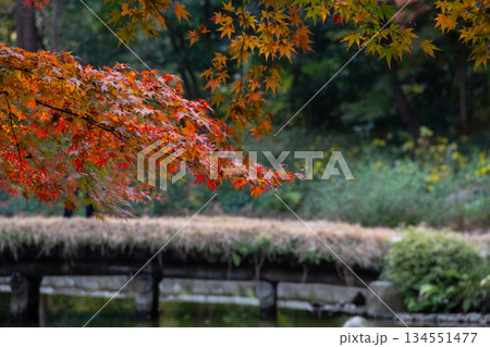 小石川後楽園の紅葉 日本庭園に映える色づくもみじの枝と秋の情景 134551477