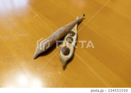 藤の種 藤の種 134551550