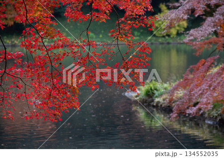 小石川後楽園の池に映える紅葉の枝 日本庭園の静かな秋景色 134552035