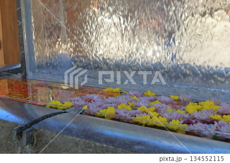 宮地嶽神社の花が浮かぶ美しい手水鉢の様子 134552115