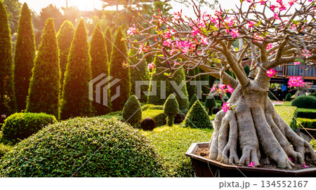 Luxury landscape design of the tropical garden.  134552167