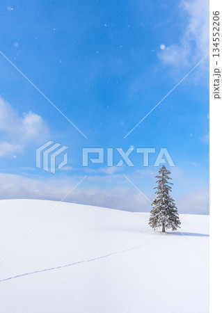 美瑛の冬景色　クリスマスツリーの木　【北海道】 134552206