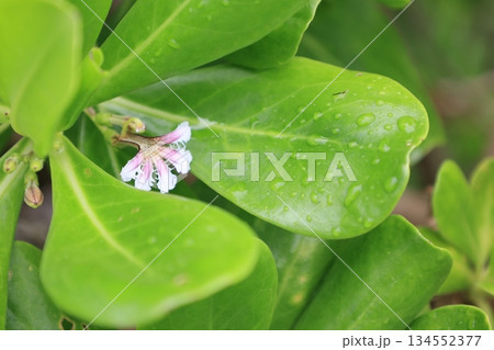 南国に咲くピンク色のクサトベラの花 南国に咲くピンク色のクサトベラの花 134552377