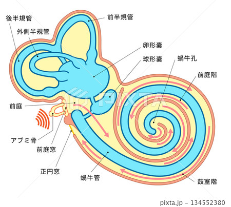 耳の蝸牛の中の構造がわかる断面イラスト 耳の蝸牛の中の構造がわかる断面イラスト 134552380