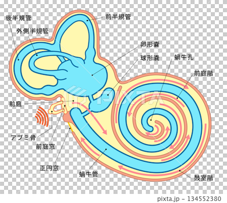 耳の蝸牛の中の構造がわかる断面イラスト 耳の蝸牛の中の構造がわかる断面イラスト 134552380