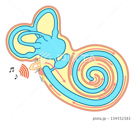 耳の蝸牛の中の構造がわかる断面と音の伝わり方がわかる図解 耳の蝸牛の中の構造がわかる断面と音の伝わり方がわかる図解 134552381