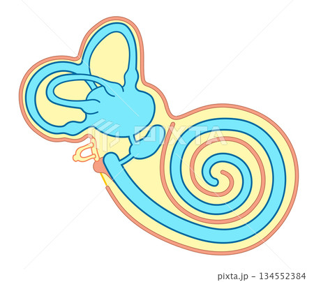 耳の中の構造がわかる断面イラスト 耳の中の構造がわかる断面イラスト 134552384