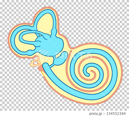 耳の中の構造がわかる断面イラスト 耳の中の構造がわかる断面イラスト 134552384