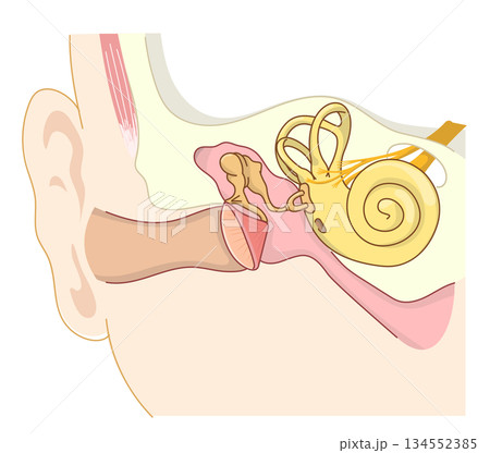 耳の中の構造がわかる断面イラスト 134552385