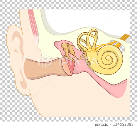 耳朵內部結構的橫切面圖 134552385