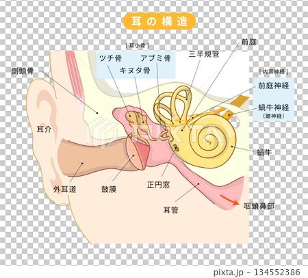 Cross-sectional illustration showing the structure inside the ear 134552386